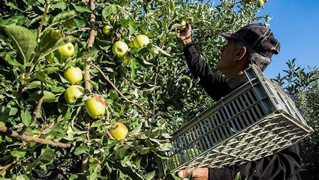 افزایش 8.6 درصدی صادرات محصولات کشاورزی و غذایی در دوره کرونا