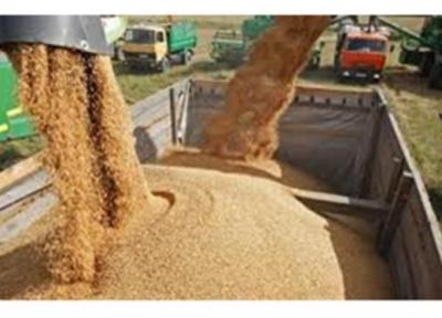 نهاده های دامی موجود در بنادر برای تامین احتیاج 3 ماهه کافی است
